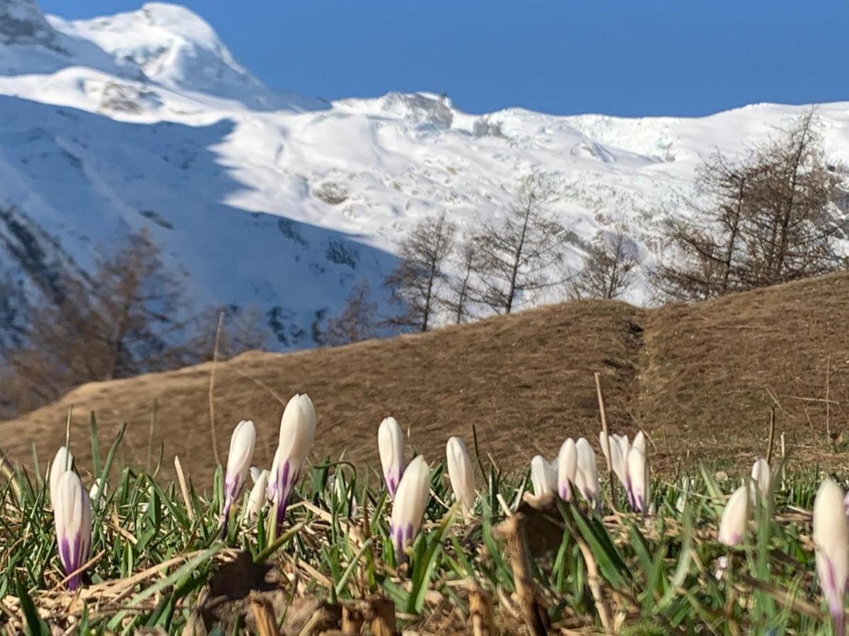 Châlet Birkhahn Saas Fee Extérieur photo